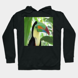 Keel billed Toucan Hoodie